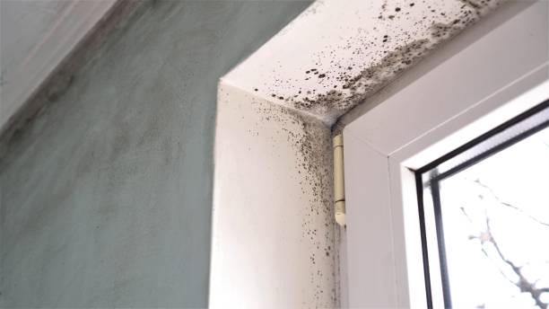 Professional Mold Removal in Durham, NC