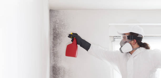 Best Mold Cleaning Services  in Durham, NC