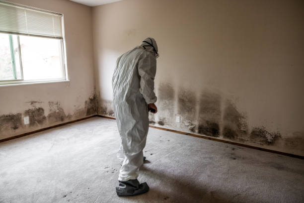 Best Home Mold Removal  in Durham, NC