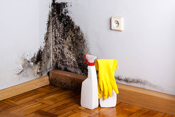 Best Professional Mold Removal  in Durham, NC